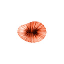 BABY CORAL