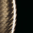 PERSEUS