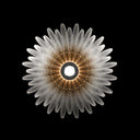 AGAVE