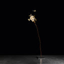 I RICCHI POVERI FIVE BUTTERFLIES-Masa Üstü