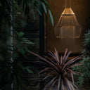 LAMPE C