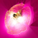 ORCHID