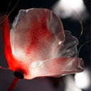 POPPY